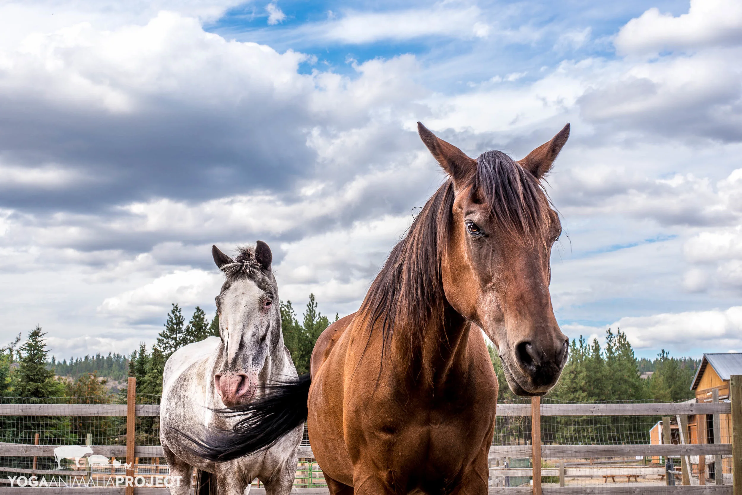 Wish/Sanctuary Welcome to River's Wish Animal Sanctuary - Home